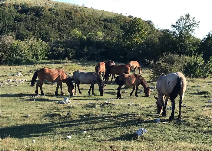 Loft-beach-apartments Ratko