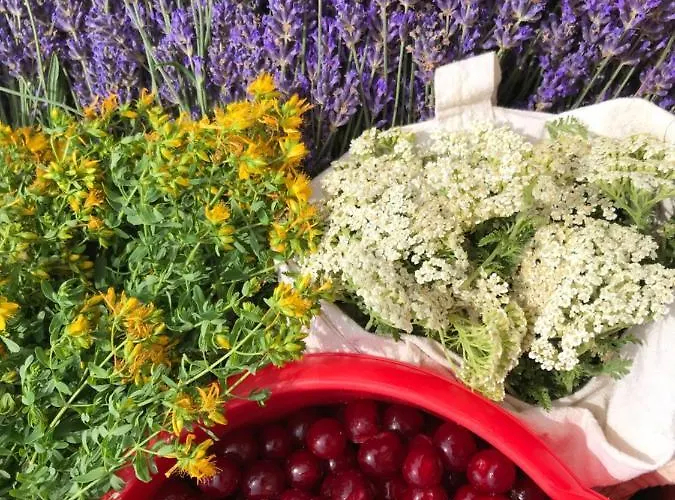 Loft-beach-apartments Ratko *